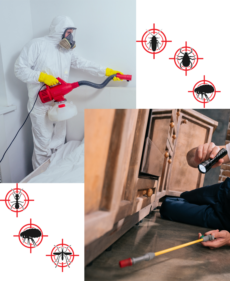 خدمات مكافحة الحشرات