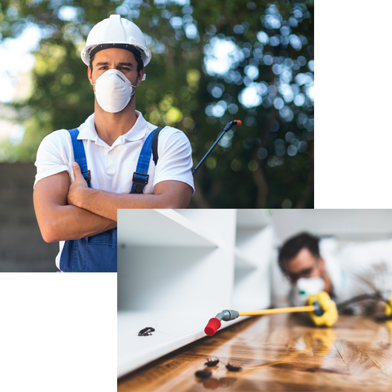 إبادة الحشرات