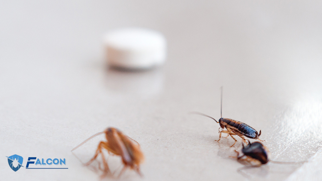 الشركة الألمانية لمكافحة الصراصير