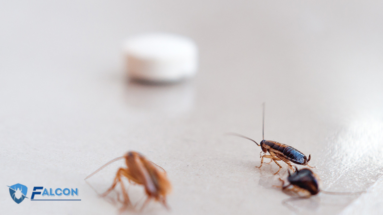 الشركة الألمانية لمكافحة الصراصير
