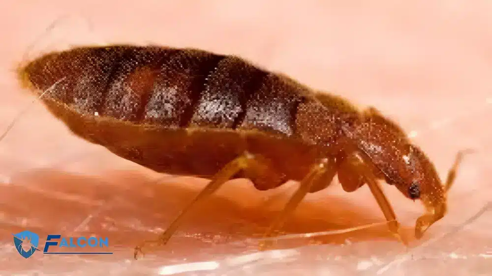 الفرق بين سوس الخشب والبق