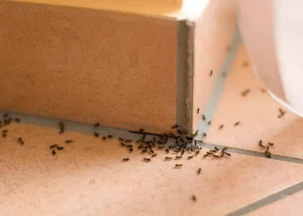 علاج النمل الأسود الصغير في البيت