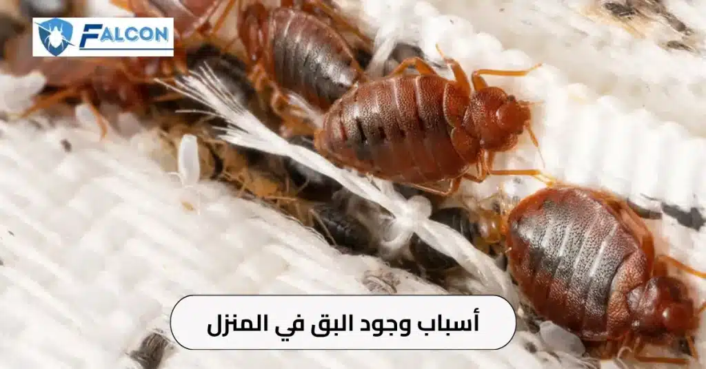 اسباب وجود البق في المنزل