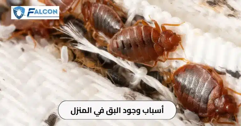 اسباب وجود البق في المنزل
